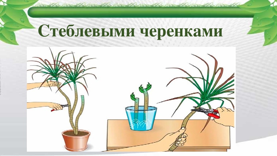 Рассмотрите рисунок на котором агроном изготовил стеблевые черенки виноградной лозы огэ свойство