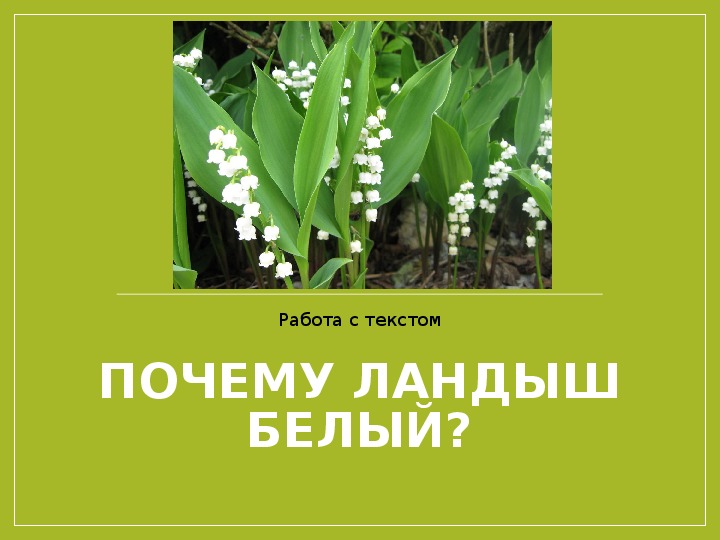 Презентация по русскому языку на тему "Работа с текстом. Почему ландыш белый?" 2-4 класс