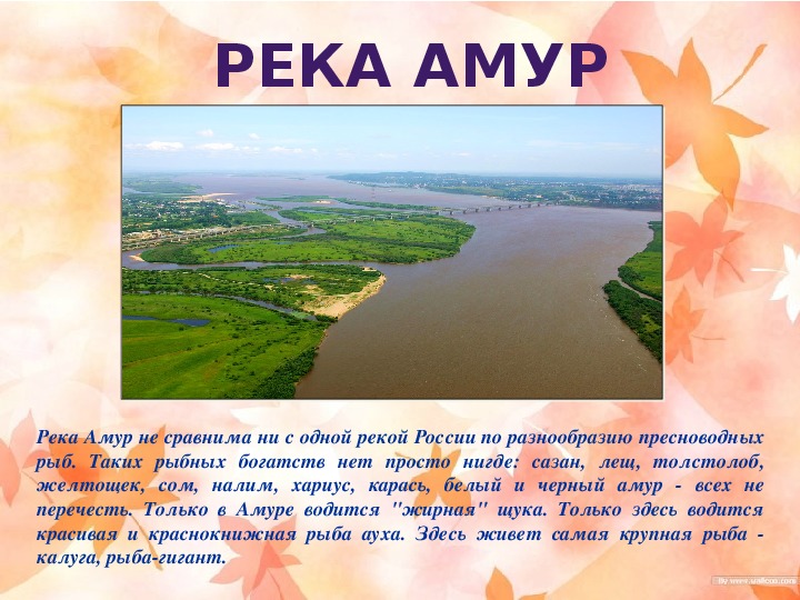 Режим амура кратко. Описание реки Амур 4 класс. Описание реки Амур. Река Амур для детей описание. Короткий рассказ про реку Амур.