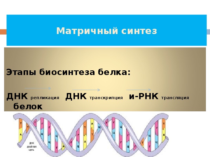 Матричный синтез белка. Биосинтез белка репликация транскрипция трансляция. Биосинтез белка стадии с репликацией. Синтез белка ДНК.