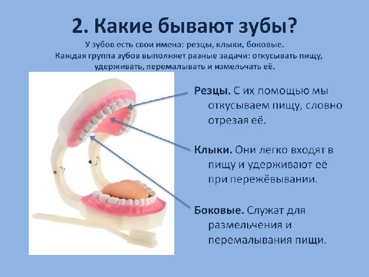 Какие бывают зубы фото