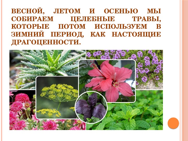 Презентация по познанию мира " Лекарственные растения Молдовы" ( 2 класс)