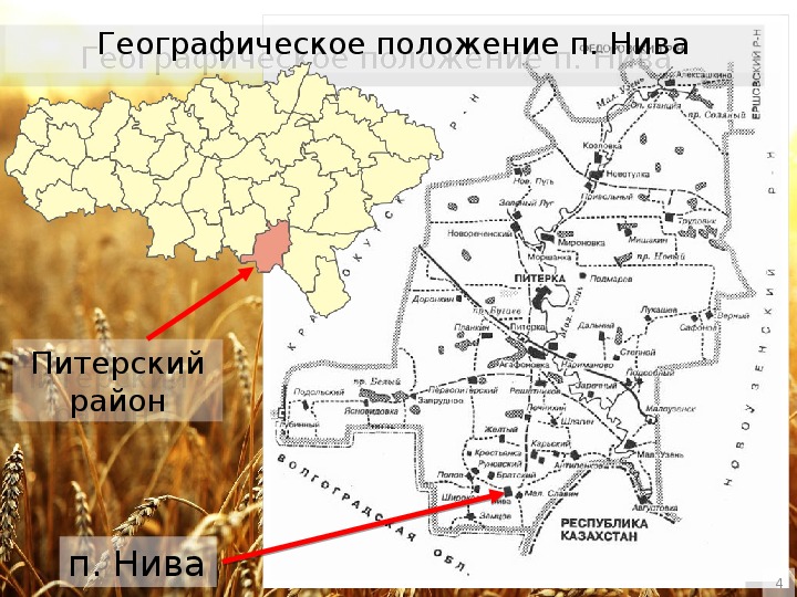 Саратовская область питерский. Нива Питерский район Саратовская область. Карта питерского района Саратовской области.