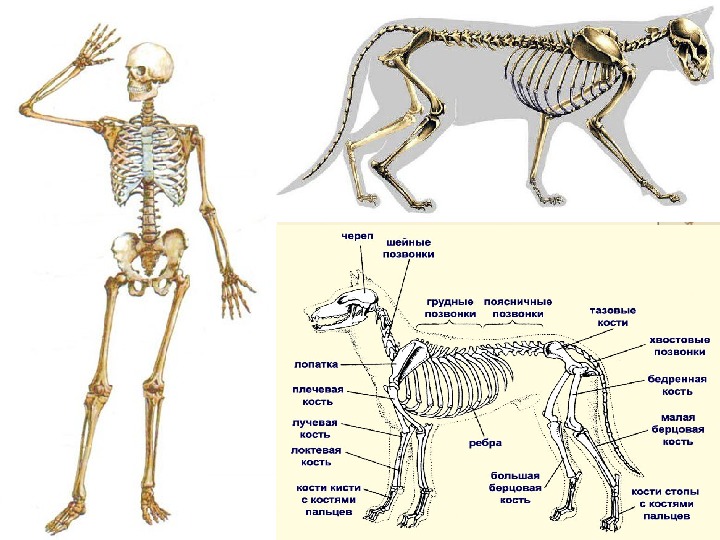 Если у животного имеется отдел скелета. Скелет млекопитающего 7 класс биология. Скелет млекопитающих 7 класс. Скелет млекопитающего 8 класс биология. Скелет млекопитающих 7 класс биология собака.