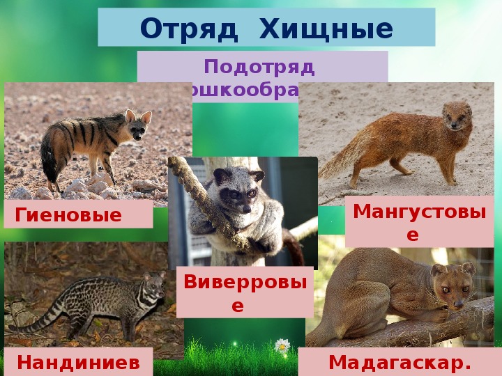 Хищные презентация 7 класс