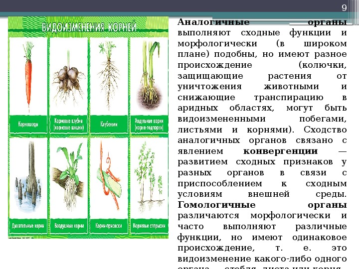 Функция органа корень. Вегетативный корень. Морфология корня растений. Почему корень является вегетативным органом. Цветы с одинаковым морфологическим признакам.