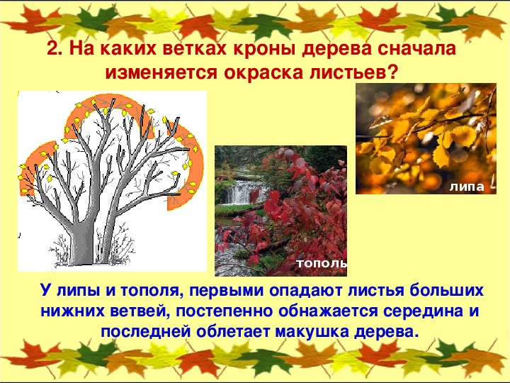 Отчего изменяется окраска листьев. Осенние изменения у растений. Явления в жизни растений осенью. Осенние явления в жизни растений. Изменения происходящие с растениями осенью.