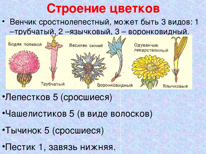 Цветки трубчатые язычковые воронковидные
