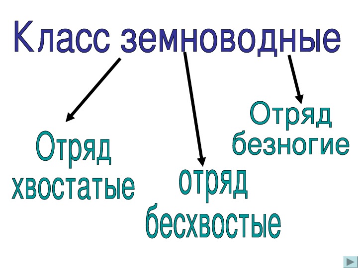 Покровы земноводных 7 класс