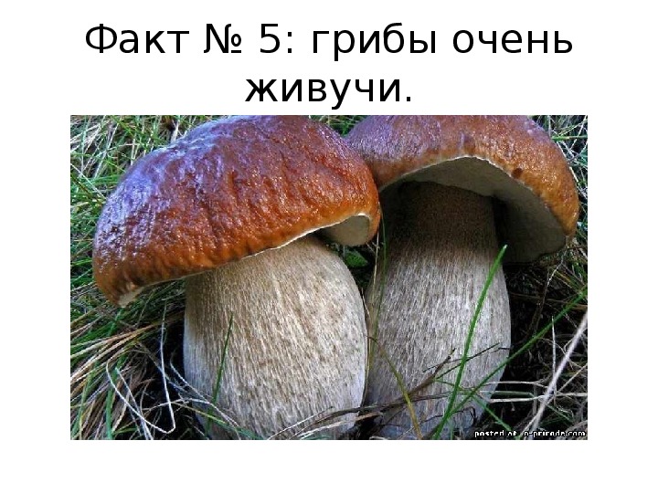Занятие "Интересное и удивительное о грибах"