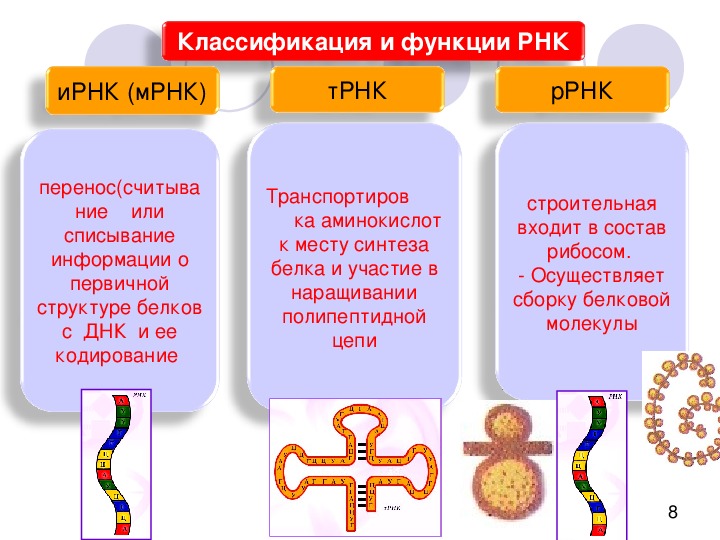 Виды рнк характеристика. Типы РНК строение и функции. РНК строение и функции. Функции различных типов РНК. РНК состав строение функции.