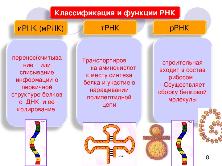 Строение и функции рнк. Строение и функции МРНК, ТРНК, РРНК. Структура и функция ТРНК, ИРНК, РРНК. РНК строение и функции. Функции различных типов РНК.