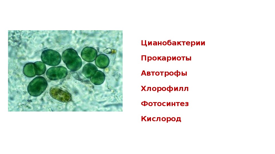 Презентация на тему историческое развитие растительного мира