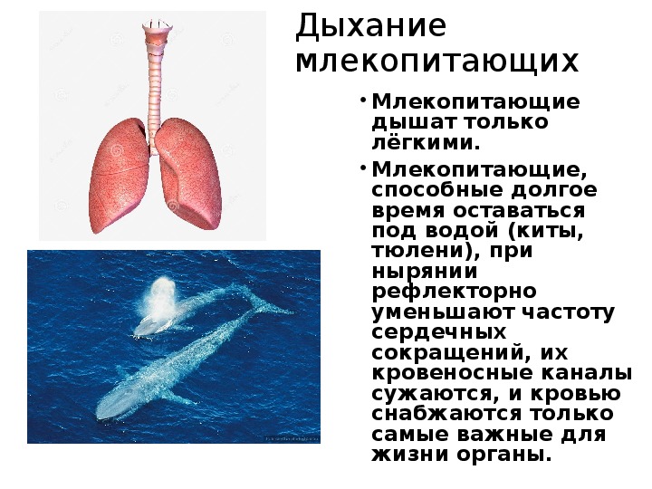 Презентация по биологии на тему "Дыхание организмов" (6 класс, биология)