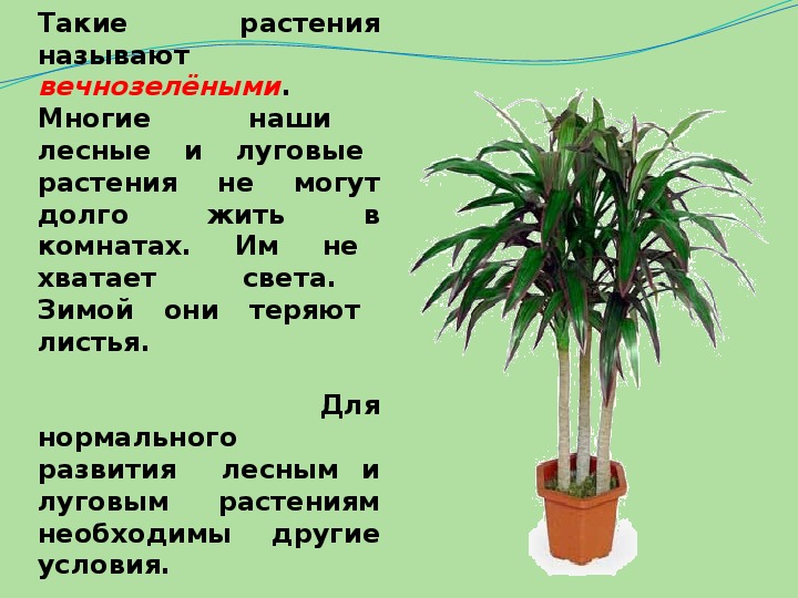 Что растет на подоконнике. Окружающий мир 1 класс что растет на подоконнике. Что растёт на подоконнике 1 класс презентация. Что растет на подоконнике окружающий мир 1 класс презентация. Что растёт на подоконнике 1 класс школа России.