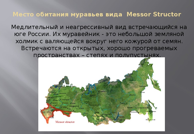 Зоны обитания. Карта муравьев в России. Место обитания муравья. Муравьи ареал обитания. Распространение муравьев на карте.