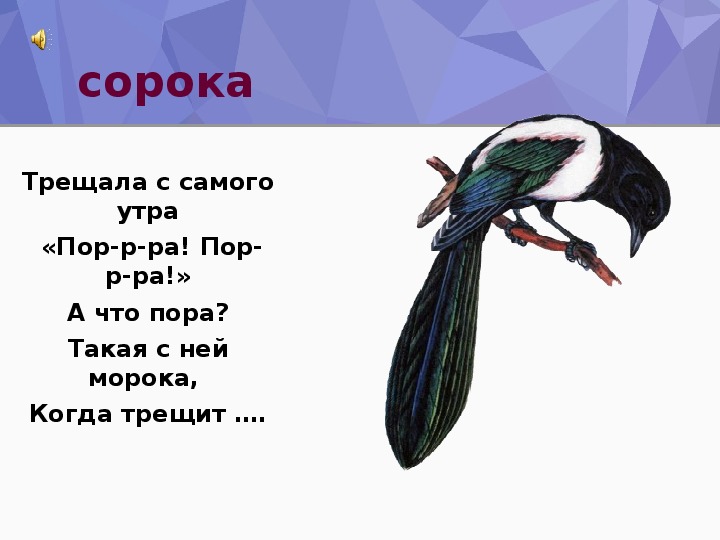 Сорока села на окно. К чему сорока. Сорока в окне к чему это. Одна сорока примета.