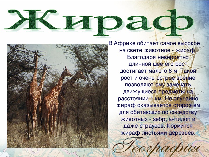 Визитная карточка африки по географии 7. Африка презентация. Проект на тему Африка. Визитная карточка Африки. Сообщение про Африку.