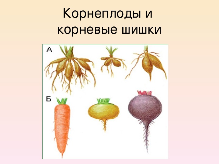 Видоизмененные корни 6 класс. Корневые шишки батата и корнеплоды. Корневые шишки 6 класс биология.