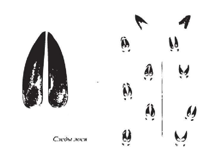 След лося. Следы лося. Следы лося на снегу. Следы оленя. Следы копыт животных.