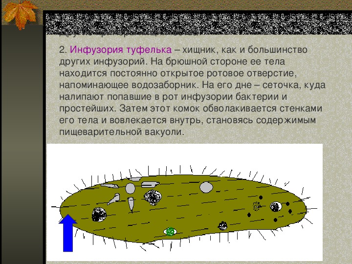 Инфузория туфелька форма тела