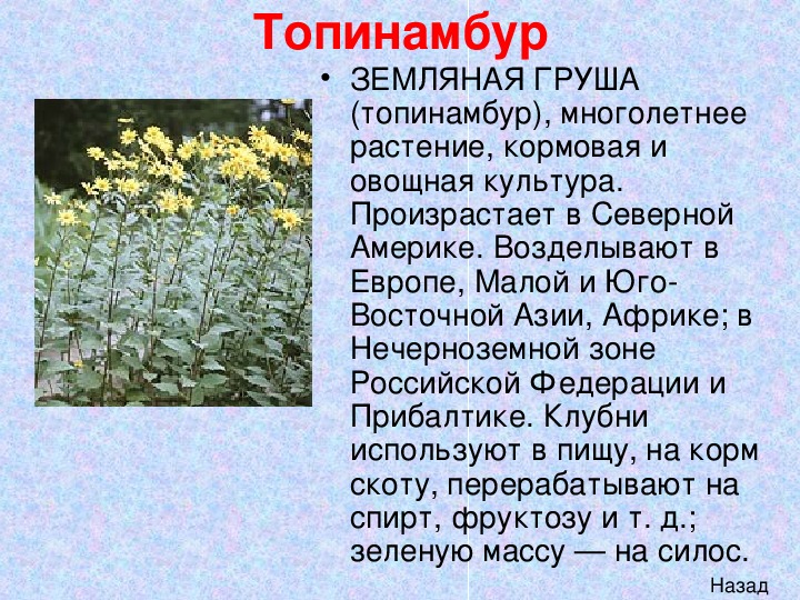 Топинамбур фото и описание