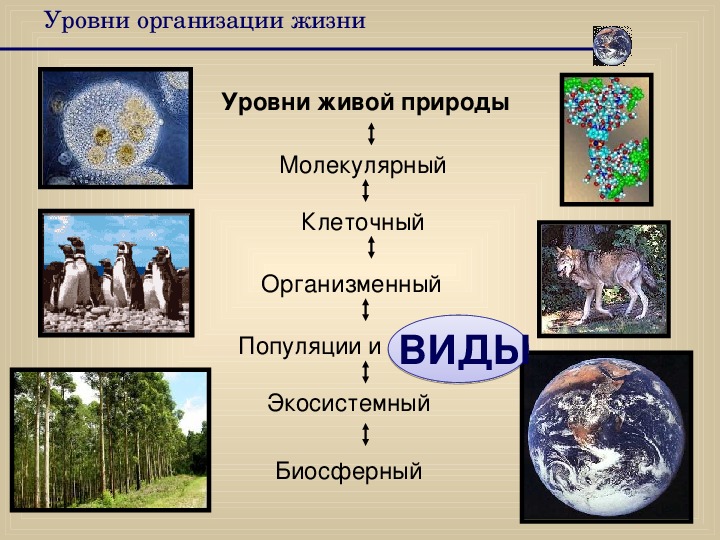 Последовательность уровня организации живого. Уровни организации живой природы Экосистемный. Биосферный уровень организации живого.
