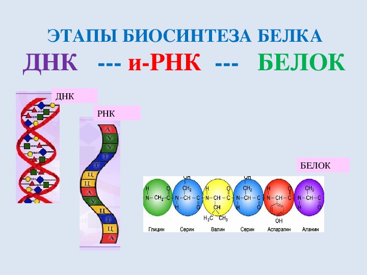 Белковая рнк. Синтеза белка ДНК схема. Схема биосинтеза белка ДНК. Этапы синтеза белка схема.