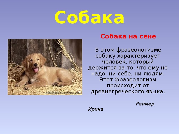 Собака значение