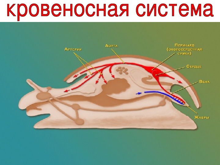 Строение моллюсков 7 класс. Кровеносная система моллюсков. Кровеносная система двустворчатых. Кровеносная система брюхоногих моллюсков. Схема кровеносной системы брюхоногих моллюсков.