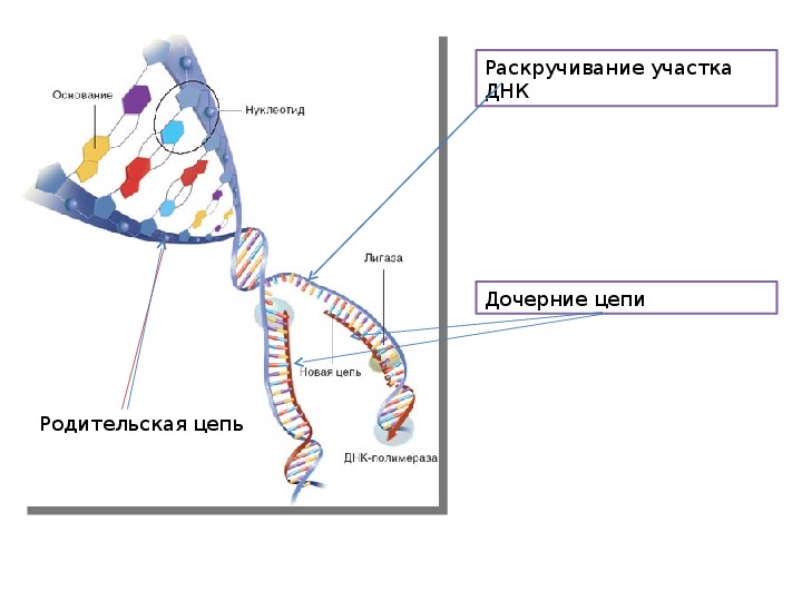 Дочерние днк. Раскручивание цепи ДНК. Схема раскручивания цепи ДНК. Неинформативные участки ДНК. Молчащие участки ДНК.