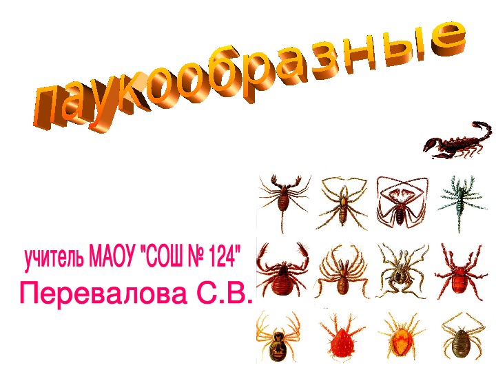 Презентация "Паукообразные" 7 класс