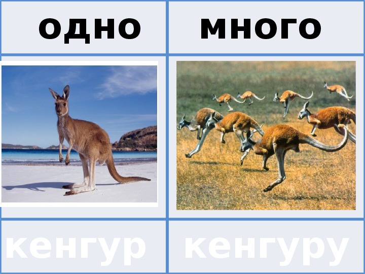 Презентация 1 много. Кенгуру один и много. Презентация 1 и много. Один одна одно. Один одна одно презентация.