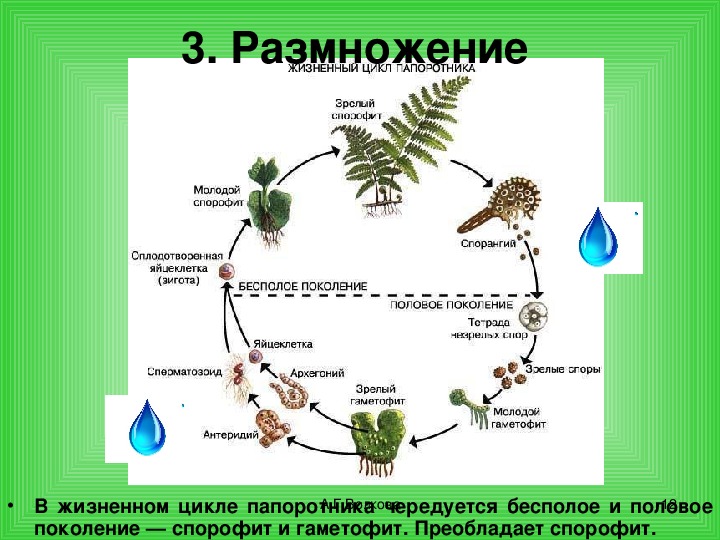 Последовательность в которой происходит развитие папоротника. Жизненные циклы растений гаметофит и спорофит. Жизненный цикл папоротника спорофит гаметофит. Цикл развития спорофит гаметофит. Цикл развития папоротника спорофит и гаметофит.