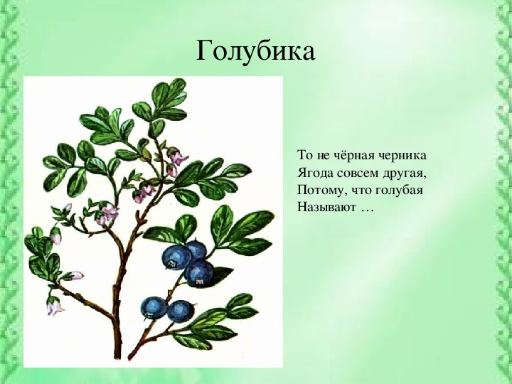 Плешаков 4 класс жизнь лес. Кустарники ХМАО Югры. Дерево или кустарники ХМАО. Кустарники ХМАО. Какие кустарники растут в ХМАО Югре.