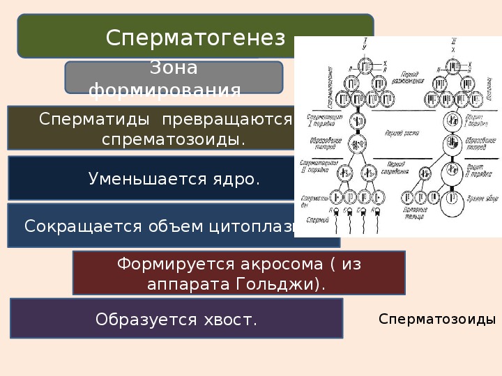 Процесс стадия сперматогенеза. Сперматогенез и оогенез. Периоды сперматогенеза и овогенеза. 9 Класс биология сперматогенез. Блок схема сперматогенеза.