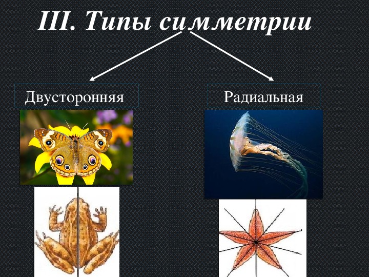 Укажите тип симметрии животного изображенного на рисунке олень