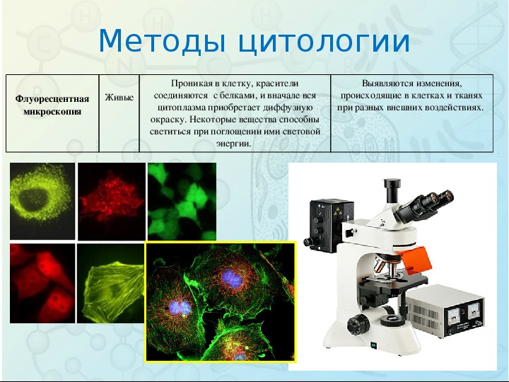 Методы биологии картинки