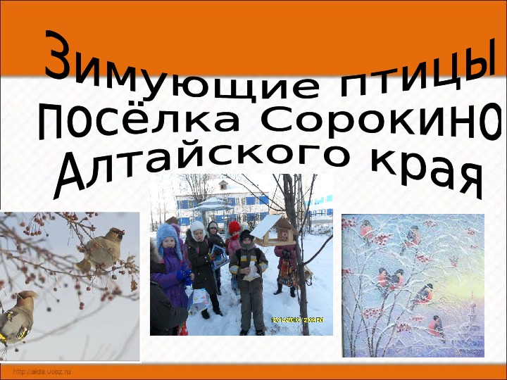 Презентация проекта "Зимующие птицы посёлка Сорокино", (2 класс)