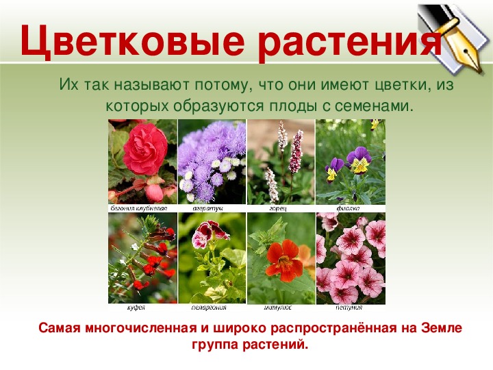 Презентация по окружающему миру "разнообразие мира растений" (3 класс)