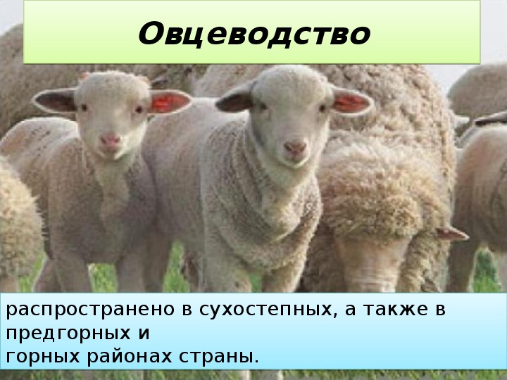 Животноводство 9 класс. Животноводство презентация 9 класс. Сельское хозяйство животноводство 9 класс. Животноводство география 9 класс.