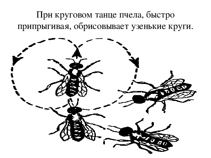 Движения пчел. Танец пчел схема. Язык танца пчел. Танец медоносной пчелы. Виляющий танец пчел.