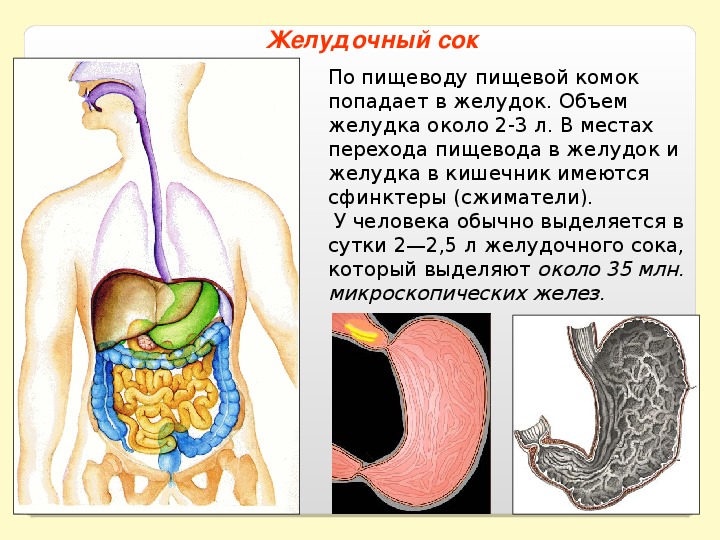 Желудок кислота во рту. Пищевод пищеварительный сок. Пищеварение в желудке человека. Желудочный сок и пищеварение.