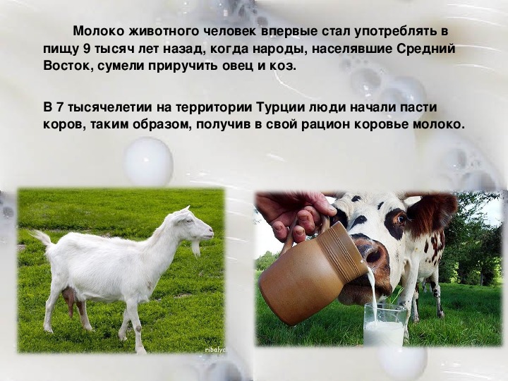Можно ли пить молоко в пост. Самое полезное молоко. Молоко животного. Молоко каких животных человек употребляет. Молоко питомцу.