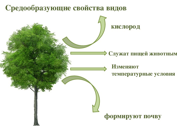 Презентация средообразующая деятельность организмов 9 класс