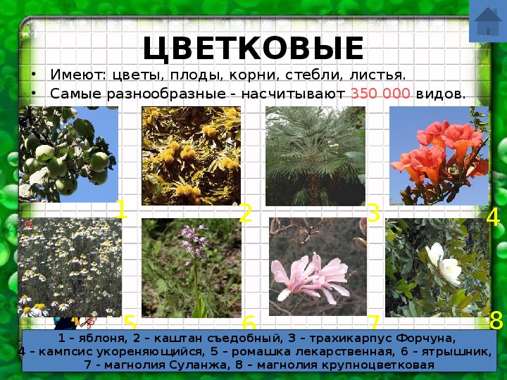 Многообразие цветковых. Группа растений цветковые. Разнообразие растений. Мир растений разнообразие растений. Разнообразие растений цветковые растения.