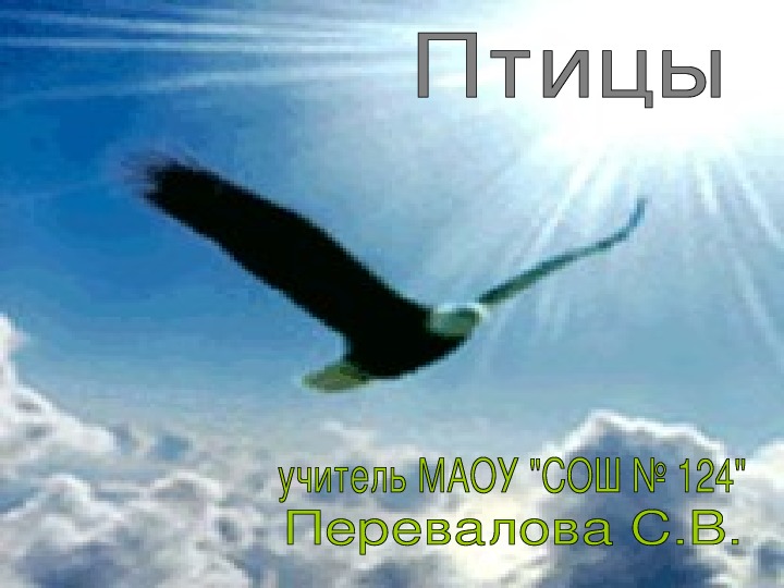 Презентация "Птицы" 7 класс