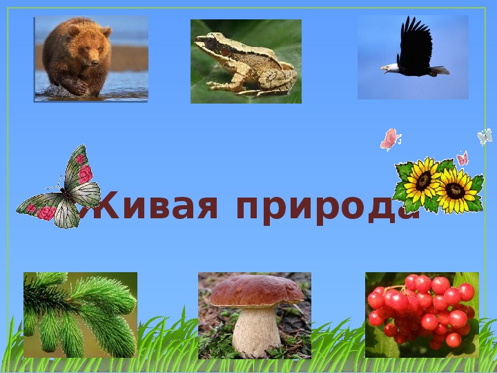 Живая неживая природа россии. Объекты живой природы. Живая и неживая природа. Живая природа это 2 класс. Объекты живой и неживой природы.