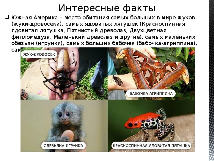 Животный мир южной америки 7 класс