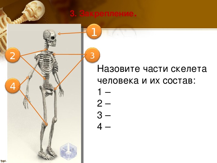 Особенности соединений скелета. Осевой скелет и добавочный скелет. Строение осевого скелета человека. Осевой скелет строение анатомия. Осевой и добавочный скелет человека.
